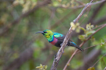 Marico Sun-bird