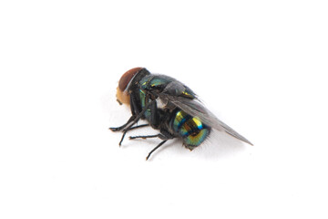  a dead green fly isolated on white background.