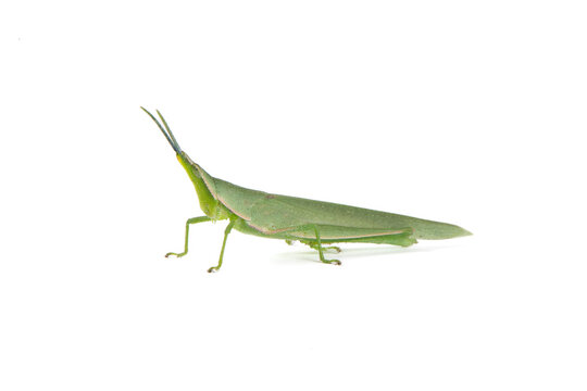 green locust or acrida cinerea of grasshopper isolated on white background.