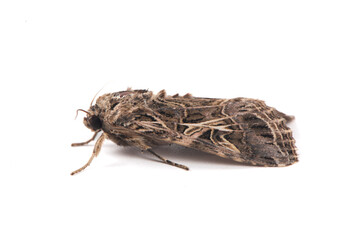 brown moth noctuid isolated on white background.Spodoptera