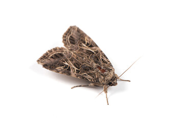 brown moth noctuid isolated on white background.Spodoptera