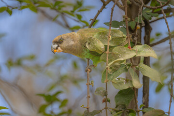 Brown Headed Parrot
