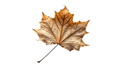 Isolated Maple Leaf in Autumn Colors Symbolizing Change and Transition on a Black Background Capturing Natures Beauty