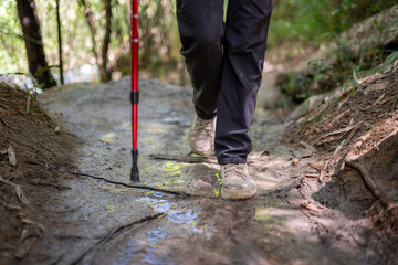 Person hiking forest trail with trekking pole