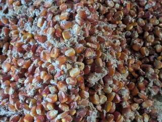 Close-up view of a large pile of whole corn kernels mixed with a lighter, powdery feed or meal, showing texture and color variations.