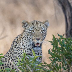 portrait of a leopard - framed by a tree on right