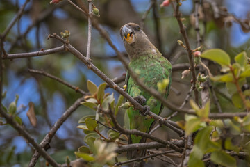 Brown Headed Parrot
