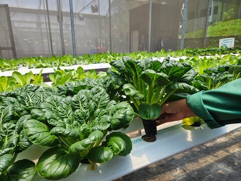 Farmer's hand carefully inspecting fresh leafy green vegetables growing in a modern hydroponic system inside a commercial greenhouse