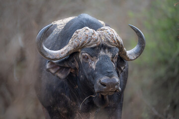 Cape Buffalo Bull