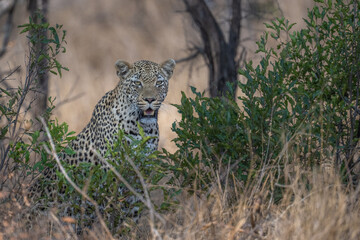 Leopard emerging from the bush