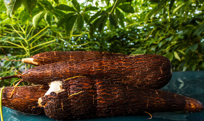 Cassava root on a plastic table with the manioc plantation on the farm in Brazil