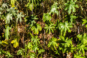 Castor beans plant on field in Brazi ricinus communis seeds and flowers with selective focus