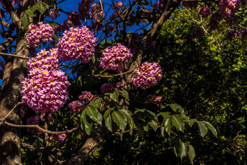 Pink Ipe with scientific name Handroanthus heptaphyllus in Brazil. Close up of beautiful Pink Trumpet Tree , Tabebuia rosea in full bloom