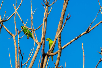 maritacas (Pionus) or brazilian parrots landed on a dry tree in Brazil