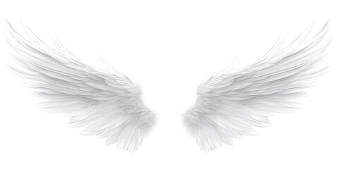 Obraz premium Pair of spread white wings against a black backdrop, feathery detail