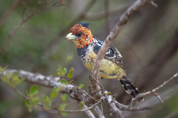 Crested Barbet perched on a thick branch