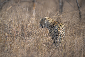 Leopard on evening hunt
