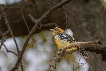 Crested Barbet perch on a curved b ranch - dark background