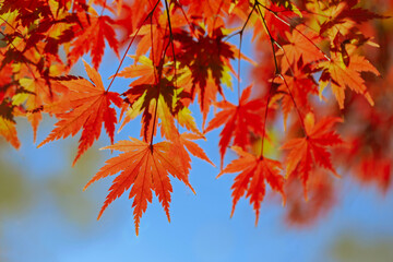秋の紅葉