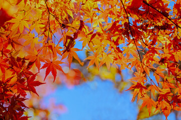 秋の紅葉