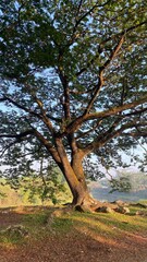An old oak tree with autumn leaves in a green park landscape