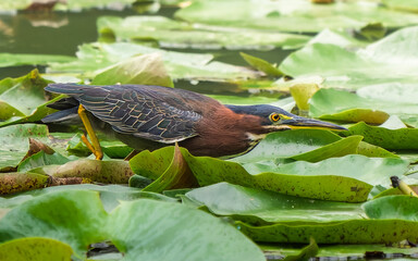 Green Heron in its natural habitat, stalking among lotus leaves on a tropical Colombian lake. A scene of patience, precision, and natural grace.