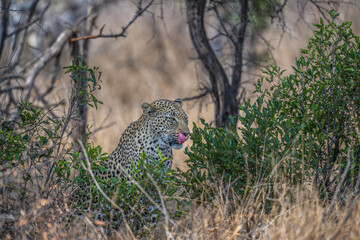 Leopard licking lips