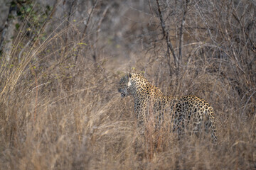 Leopard searching for prey
