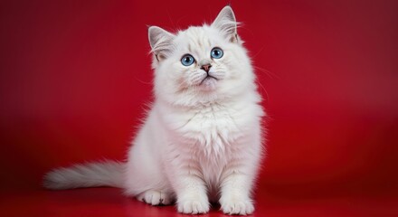 Ragdoll Cat's Charming Gaze: A fluffy ragdoll cat, known for its captivating blue eyes and gentle nature, sits elegantly against a vibrant backdrop, its gaze both curious and enchanting. 