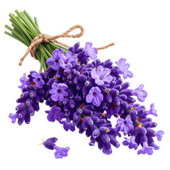 Fresh purple lavender stems are tied with twine for decoration.