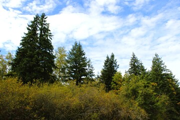 Evergreens and deciduous trees coexist in a forest