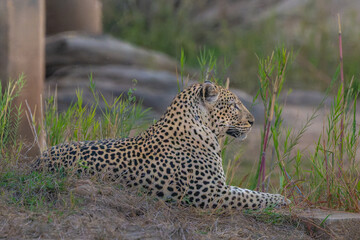 Leopard on watch