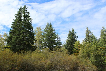 Evergreens and deciduous trees coexist in a forest