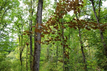 A single tree have a different color in a forest