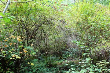 Fall is arriving in the woods