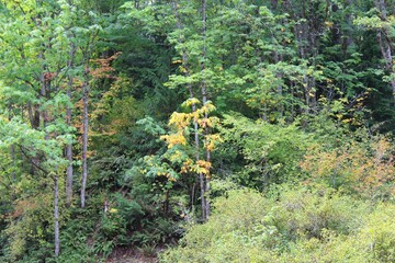 Fall is arriving in the woods