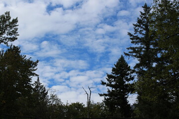 Dark forest and blue sky with white fluffy clouds