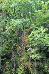 Fall is arriving in the forest