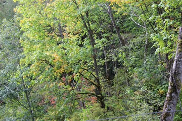 Fall is arriving in the forest