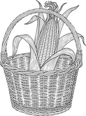 Obraz premium Vintage engraving style illustration of a fresh ear of corn resting in a woven wicker harvest basket.
