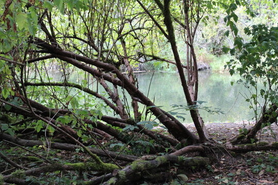 A tree grows many branches from its low trunk