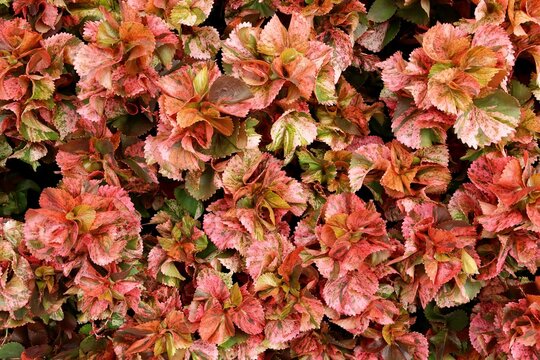 Copperleaf or Flamengueira (Acalypha wilkesiana) shrub background
