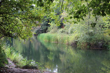 A serene pond reflects surrounding foliage on its surface