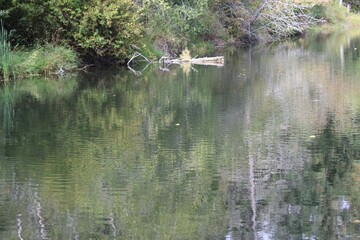 Surrounding foliage reflection in the water