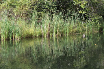 Green grass in the pond