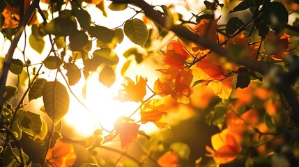 Warm Soft Sunset Light Gently Illuminates a Lush Canopy of Vibrant Orange Flowers—Highlighting Petal Details and Creating a Romantic, Golden-Hued Ambiance Ideal for Nature or Floral Visuals.