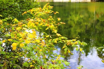 A serene pond reflects the autumn foliage on its surface