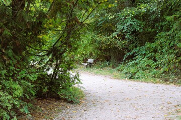 A tranquil pathway with overhead canopy of tree branches and a wood bench