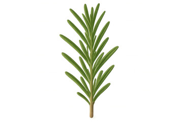 Fototapeta premium Rosemary sprig, a fresh green herb ingredient for cooking and seasoning food, with a transparent background