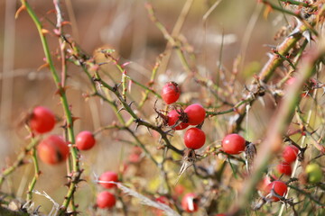 Vibrant red rose hips on a bush in the foreground, with a blurred backdrop of fields and mountains near Castle Hill, Canterbury, New Zealand, in May 2025. Capturing autumn's natural beauty.